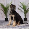 Image of Daisy, a German Shepherd puppy