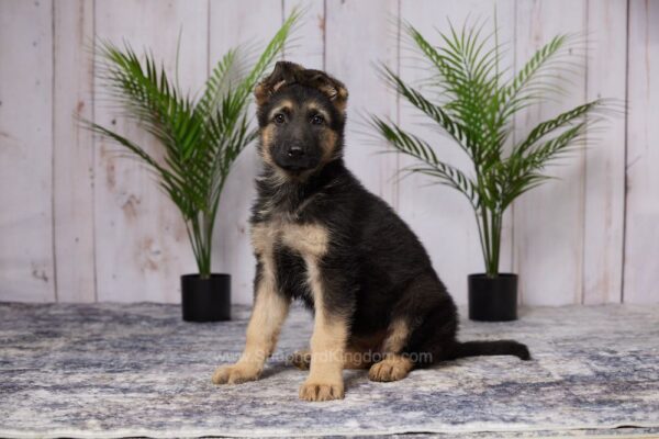 Image of Daisy, a German Shepherd puppy