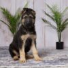 Image of Daisy, a German Shepherd puppy