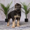 Image of Daisy, a German Shepherd puppy