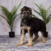 Image of Daisy, a German Shepherd puppy