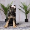 Image of Daisy, a German Shepherd puppy