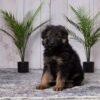 Image of Ella, a German Shepherd puppy