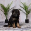 Image of Ella, a German Shepherd puppy