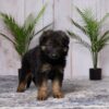 Image of Ella, a German Shepherd puppy