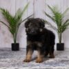 Image of Ella, a German Shepherd puppy