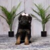 Image of Ella, a German Shepherd puppy