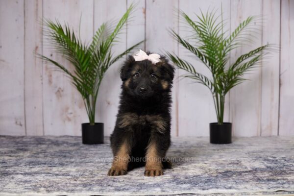 Image of Ella, a German Shepherd puppy