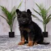 Image of Reese, a German Shepherd puppy