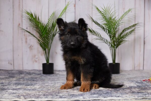 Image of Reese, a German Shepherd puppy