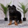 Image of Reese, a German Shepherd puppy