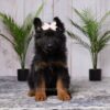 Image of Reese, a German Shepherd puppy