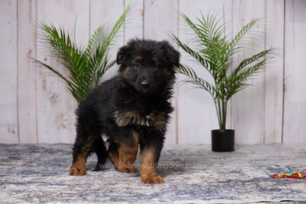 Image of Remi, a German Shepherd puppy