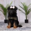 Image of Remi, a German Shepherd puppy