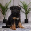 Image of Rex, a German Shepherd puppy