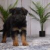 Image of Rex, a German Shepherd puppy