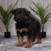 Image of Rex, a German Shepherd puppy