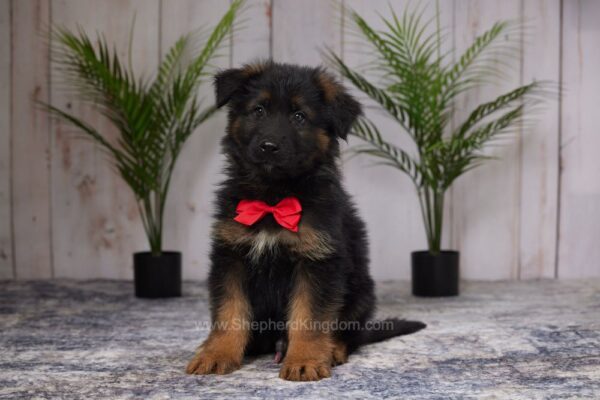 Image of Rex, a German Shepherd puppy