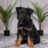 Image of Riley, a German Shepherd puppy