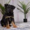 Image of Riley, a German Shepherd puppy