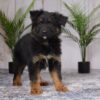 Image of Riley, a German Shepherd puppy