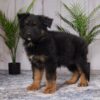 Image of Riley, a German Shepherd puppy