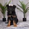 Image of Riley, a German Shepherd puppy