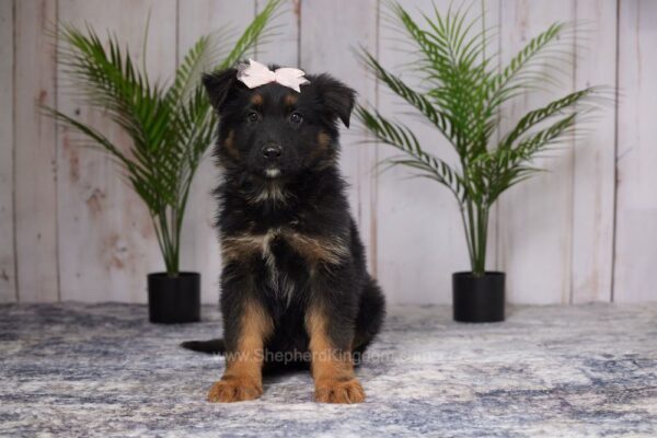 Image of Riley, a German Shepherd puppy