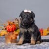 Image of Amelia, a German Shepherd puppy