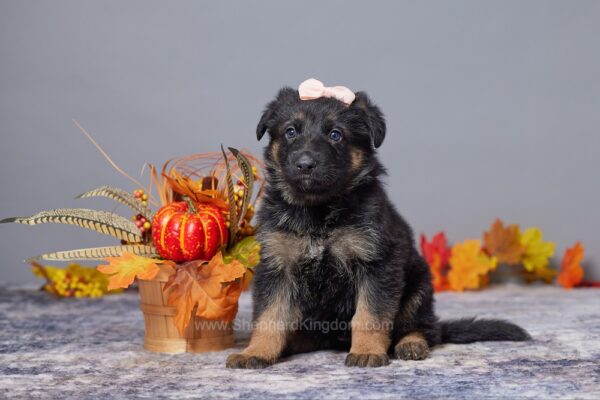 Image of Amelia, a German Shepherd puppy