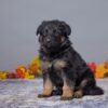 Image of Amelia, a German Shepherd puppy