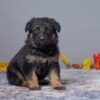 Image of Amelia, a German Shepherd puppy