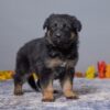 Image of Amelia, a German Shepherd puppy