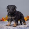 Image of Amelia, a German Shepherd puppy