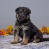 Image of Asher, a German Shepherd puppy