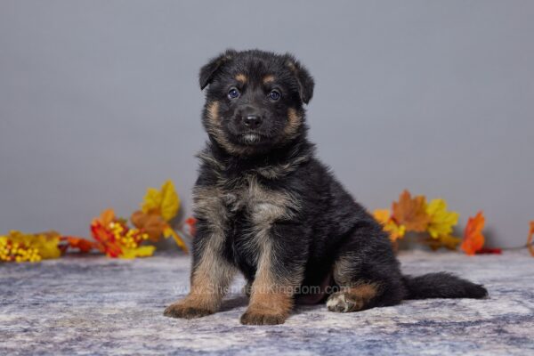 Image of Asher, a German Shepherd puppy