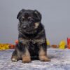 Image of Asher, a German Shepherd puppy