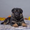 Image of Asher, a German Shepherd puppy