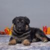 Image of Asher, a German Shepherd puppy