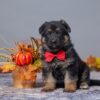 Image of Asher, a German Shepherd puppy