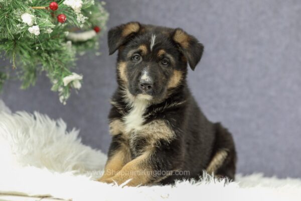 Image of Callie, a German Shepherd puppy