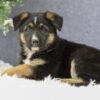 Image of Callie, a German Shepherd puppy