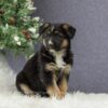 Image of Callie, a German Shepherd puppy