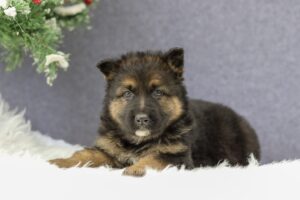 Image of Calvin, a German Shepherd puppy