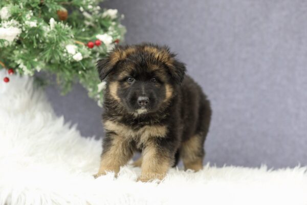 Image of Carley, a German Shepherd puppy