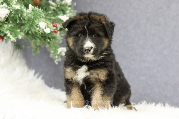 Image of Carmen, a German Shepherd puppy