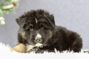 Image of Carter, a German Shepherd puppy