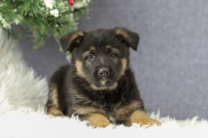 Image of Chloe, a German Shepherd puppy