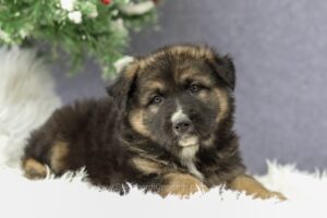 Image of Colton, a German Shepherd puppy