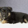 Image of Cora, a German Shepherd puppy